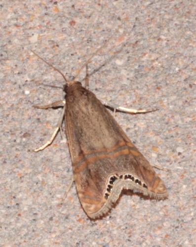 Réf. 243 755 : Euchromius ocellea